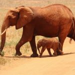 Animals Jigsaw Puzzle – Elephants